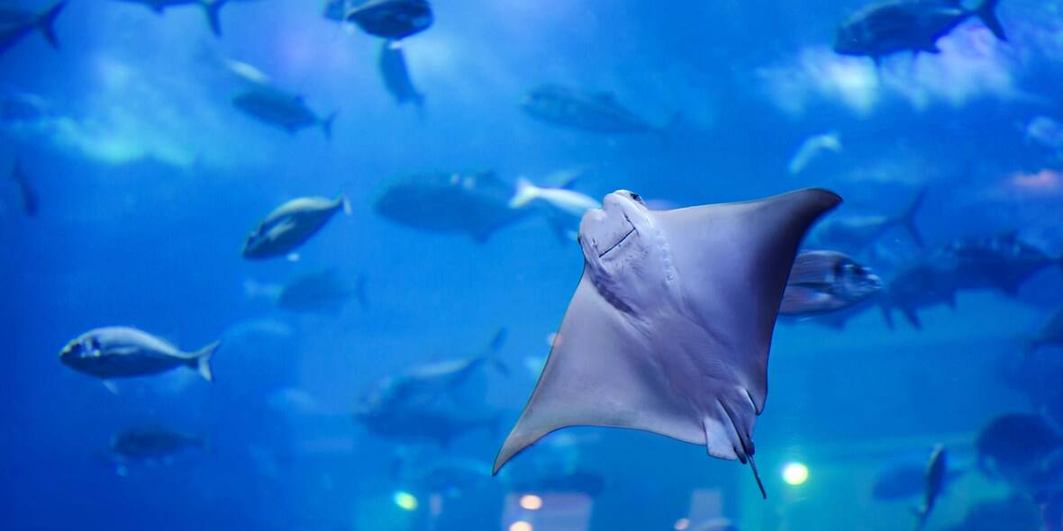 What kind of fish are in the Dubai Mall aquarium?