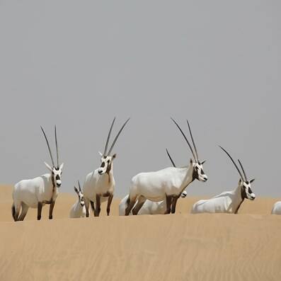 ドバイで砂漠の野生動物を観察できる場所 ビジット ドバイ