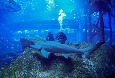 best places to scuba dive header det atlantis