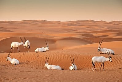 Marmoom Reserve Dubai