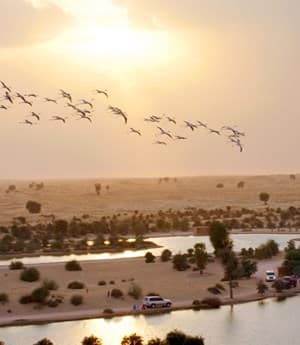 Les lacs d'Al Qudra à Dubai