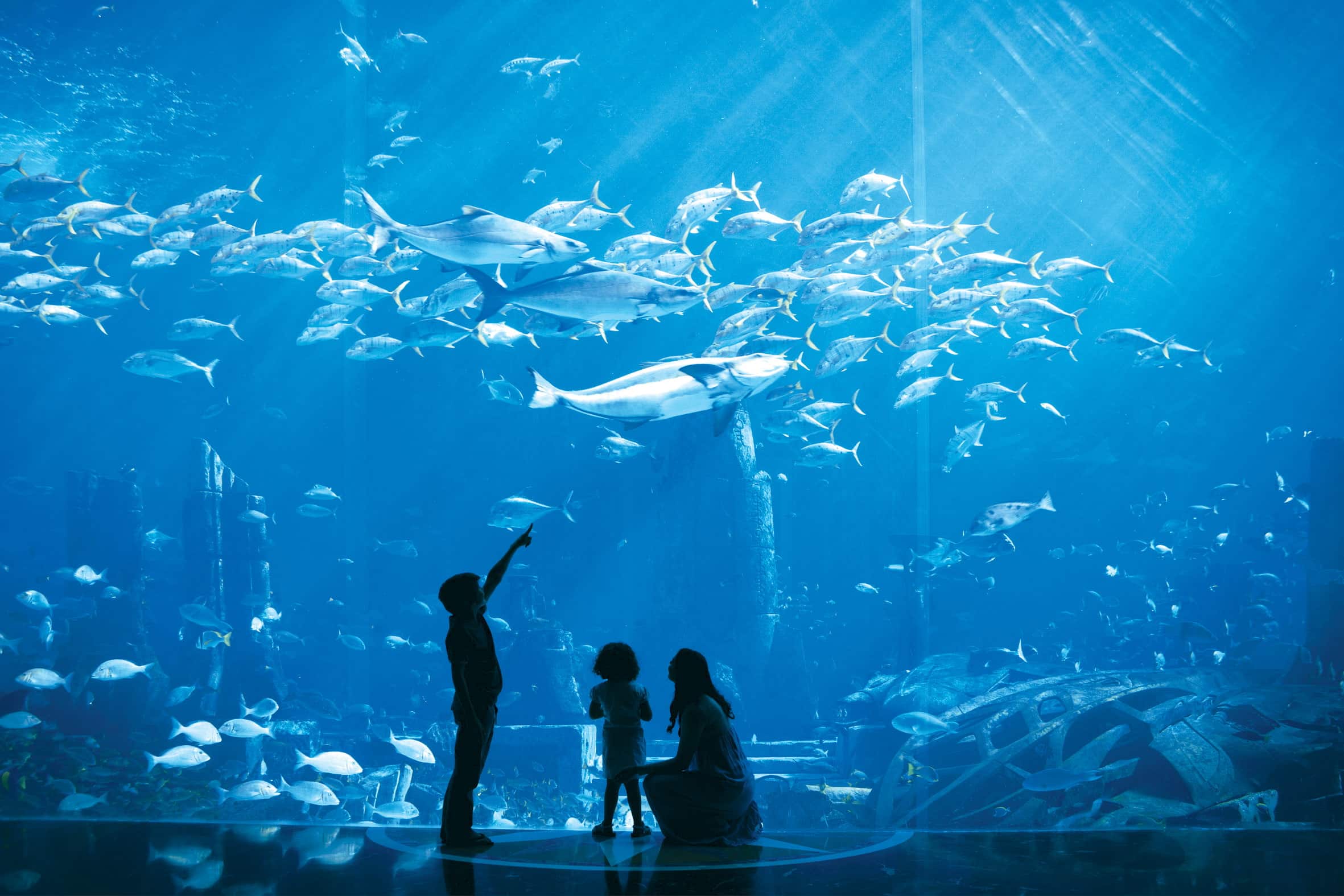Antagonisme pauze Intuïtie The Lost Chambers Aquarium | Atlantis The Palm | Visit Dubai