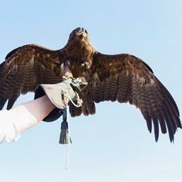 WildFlight | Arabic Heritage of Falconry | Visit Dubai