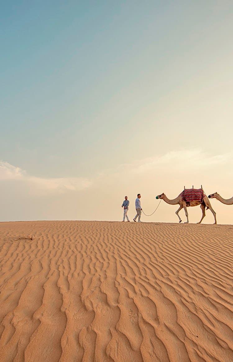 Two people leading camels across sand dunes in the Dubai desert